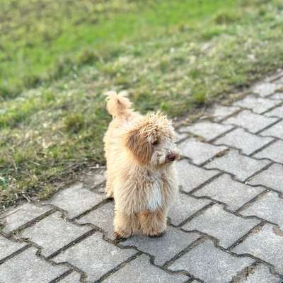 Hundetreffen-Gemeinsame Gassi/ Spielrunden/Trainingsrunden-Bild