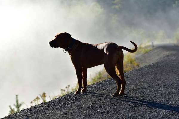 Rhodesian Ridgeback-Beitrag-Bild