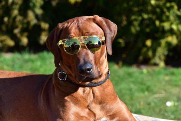 Rhodesian Ridgeback-Beitrag-Bild