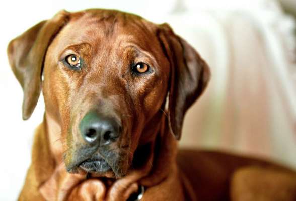 Rhodesian Ridgeback-Beitrag-Bild