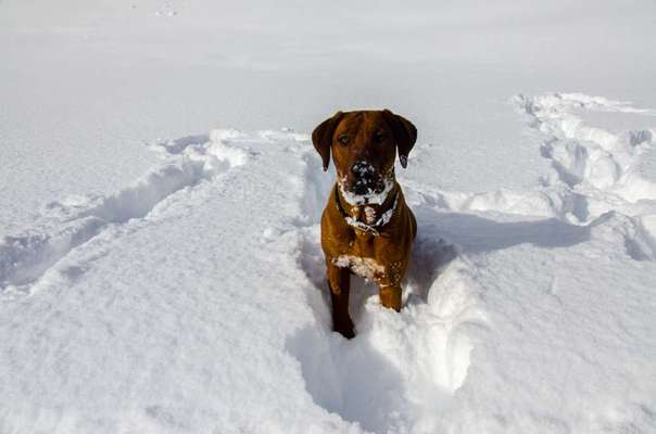Rhodesian Ridgeback-Beitrag-Bild