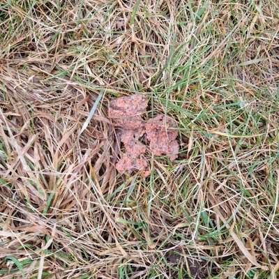 Giftköder-Vermutlich Rattengift-Bild