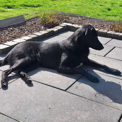 Hundetreffen-Frodo sucht Spielgefährten-Bild