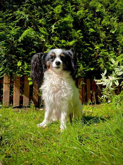 Hundetreffen-Shadow sucht neue Hundefreunde-Bild