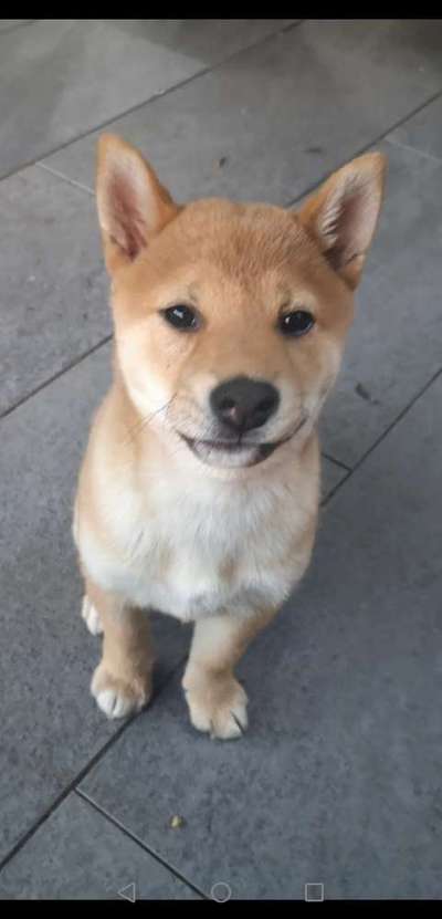 Die Dogorama Kalender Challenge 4/4-Beitrag-Bild