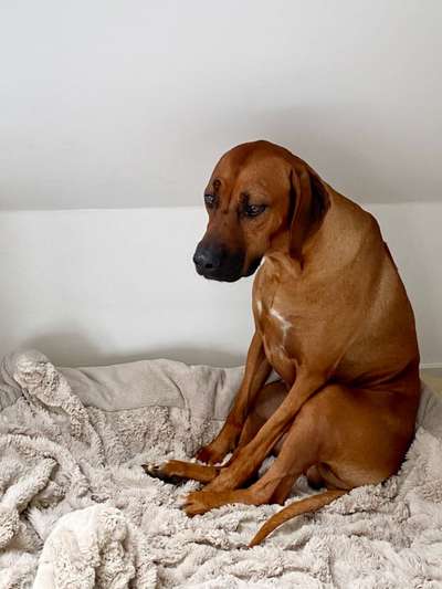 Die Dogorama Kalender Challenge Titelbild-Beitrag-Bild