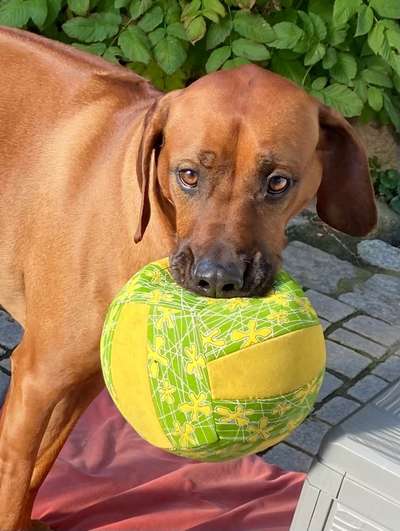 Die Dogorama Kalender Challenge Titelbild-Beitrag-Bild