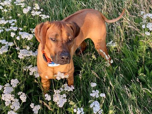 Die Dogorama Kalender Challenge Titelbild-Beitrag-Bild