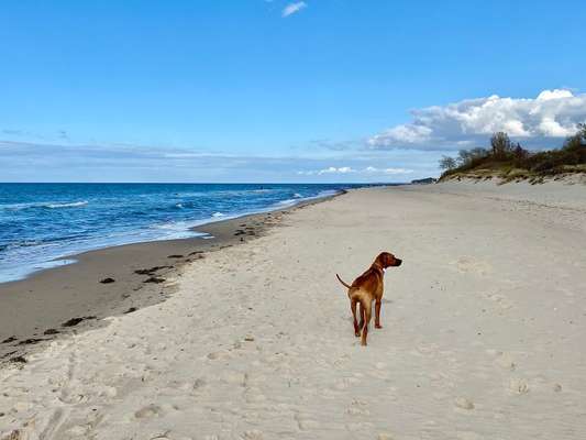 Die Dogorama Kalender Challenge Titelbild-Beitrag-Bild