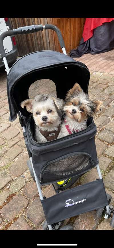 Hundetreffen-Hundefreunde in Versbach-Bild