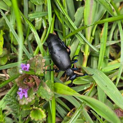 Giftköder-Ölkäfer gesichtet-Bild