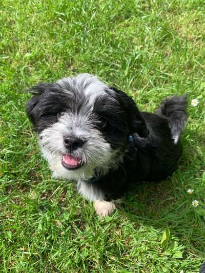 Welpen Bilder !-Beitrag-Bild