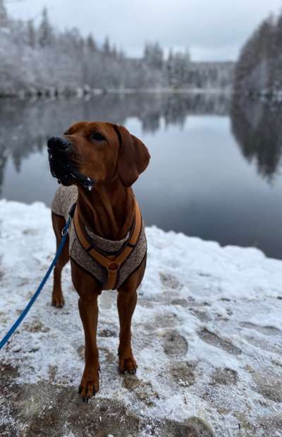 Postet das beste Foto von euren 4 beinern-Beitrag-Bild