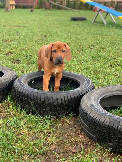 Welpen Bilder !-Beitrag-Bild