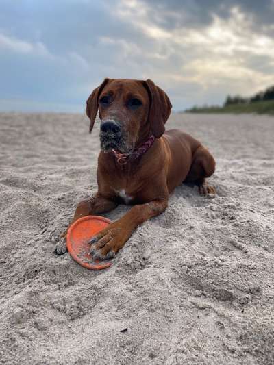 Dogorama Photo Challenge - Lieblingsspielzeug!-Beitrag-Bild