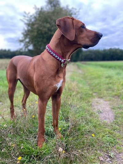 Rhodesian Ridgeback-Beitrag-Bild