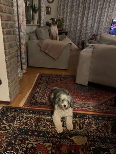 Rassismus bei Hunderassen-Beitrag-Bild