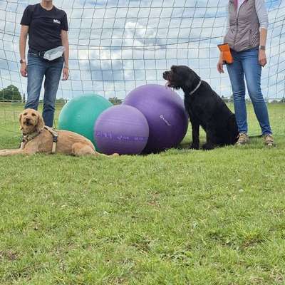 %{de_profession_title}-Treibball Einsteiger-Bild