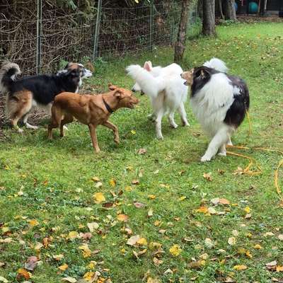 %{de_profession_title}-Hundeverhalten lesen lernen in Inning-Bild