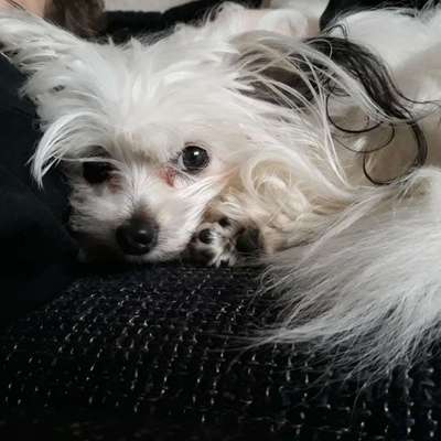 Hundetreffen-Pflegestelle gesucht-Bild