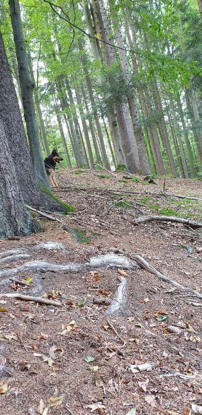 Lieblingsbild von euren Hunden?-Beitrag-Bild