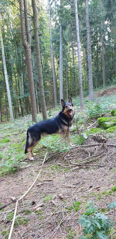 Schäferhund-Beitrag-Bild