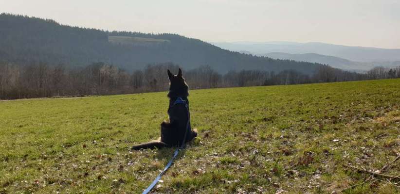 Die Dogorama Kalender Challenge 4/4-Beitrag-Bild