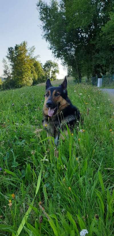 Schäferhund-Beitrag-Bild