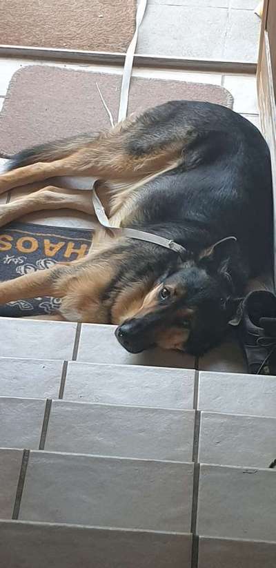 Schäferhund-Beitrag-Bild