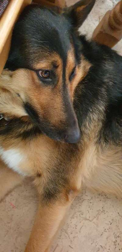 Welche Hunderasse-Beitrag-Bild