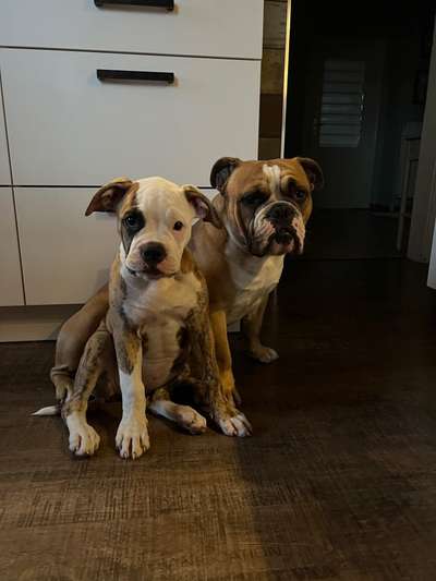 Olde English Bulldogge-Beitrag-Bild