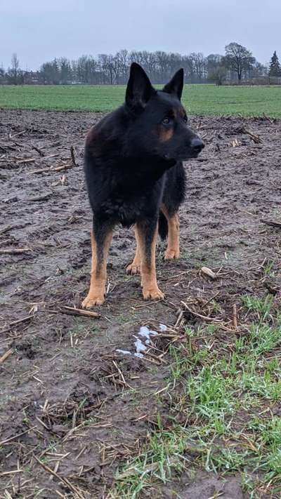 Schäferhund-Fans?-Beitrag-Bild