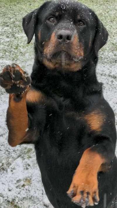 Foto's und Hundemodels-Beitrag-Bild