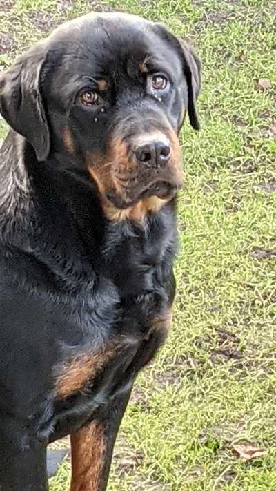Rottweiler/-Mischlinge-Beitrag-Bild