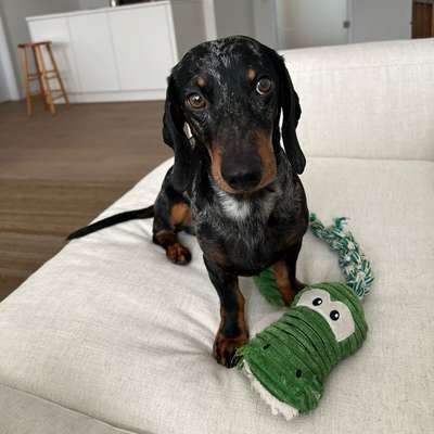 Hundetreffen-Spielen & Spazieren-Bild