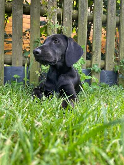 Hundetreffen-Welpentreffen-Bild