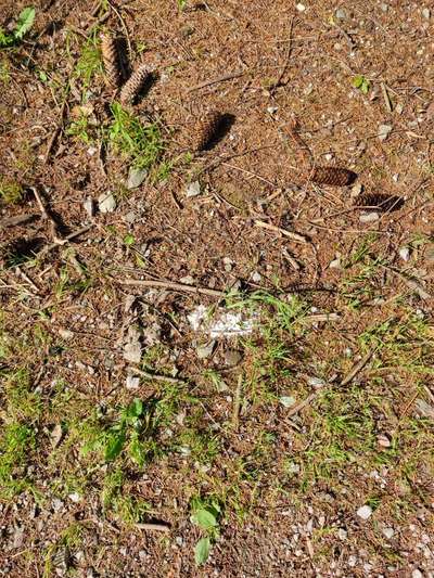 Giftköder-vermutlich Giftstoffe-Bild