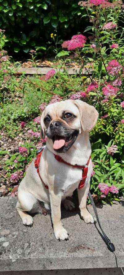 Die Dogorama Kalender Challenge 4/4-Beitrag-Bild