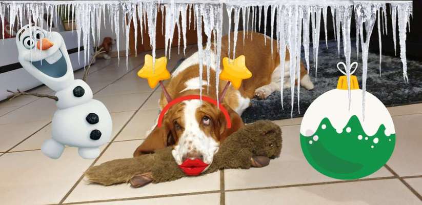 Basset Hound-Beitrag-Bild