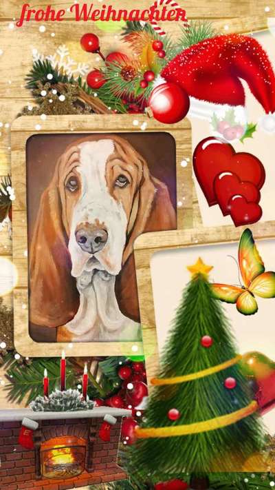 Basset Hound-Beitrag-Bild