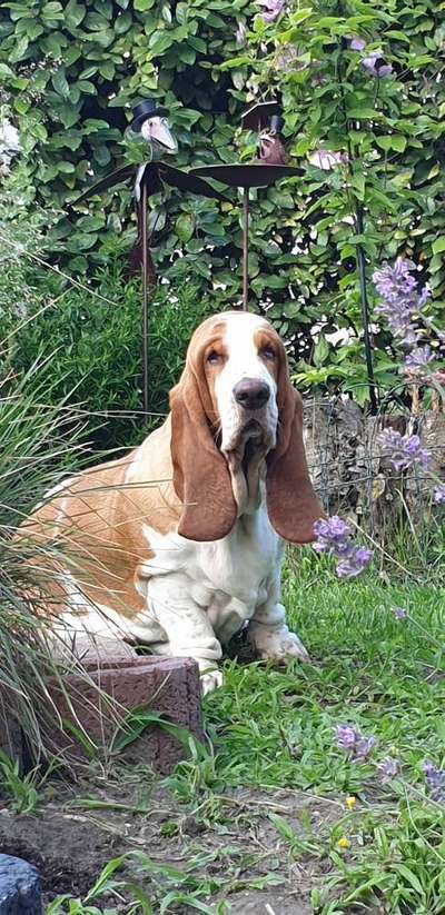 Basset Hound-Beitrag-Bild