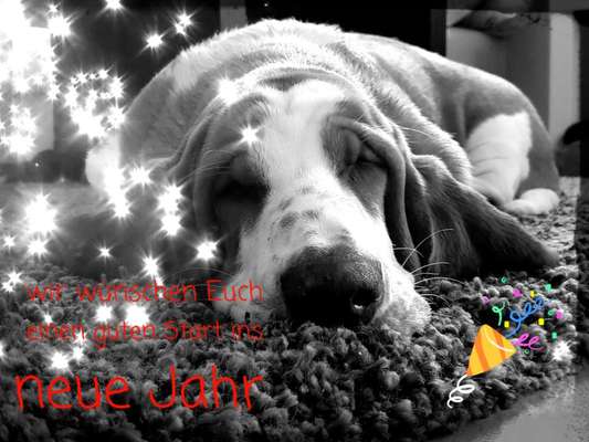 Basset Hound-Beitrag-Bild