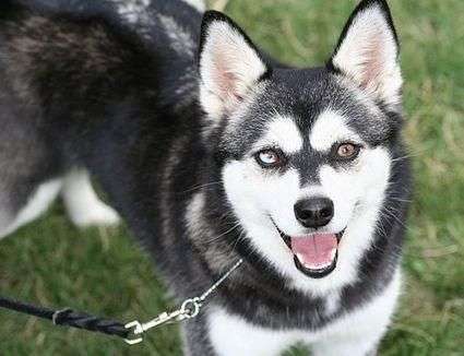 Welche Rasse steckt drin außer Husky-Beitrag-Bild