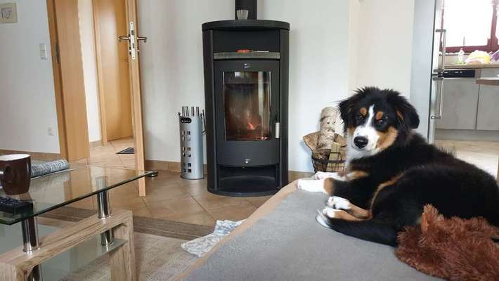 Ferienhäuser - Urlaub mit Hund-Beitrag-Bild