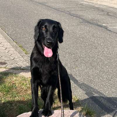 Hundetreffen-Spaziergänge mit Trainingseinheiten-Bild