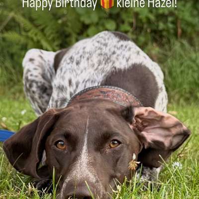 Hundetreffen-Hundebegegnungen und Social Walks-Bild