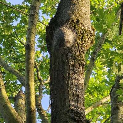 Giftköder-Eichen Prozessionsspinner-Bild