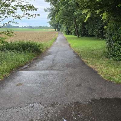 Giftköder-Eichenprozessionsspinner auf dem Feldweg-Bild
