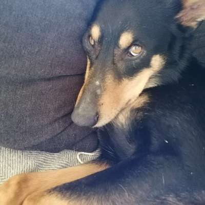 Hundetreffen-Ruhige Runde-Bild