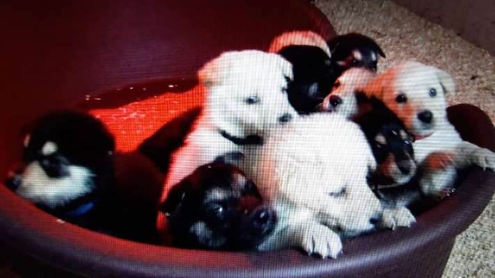 Vom Welpen zum Hund-Beitrag-Bild